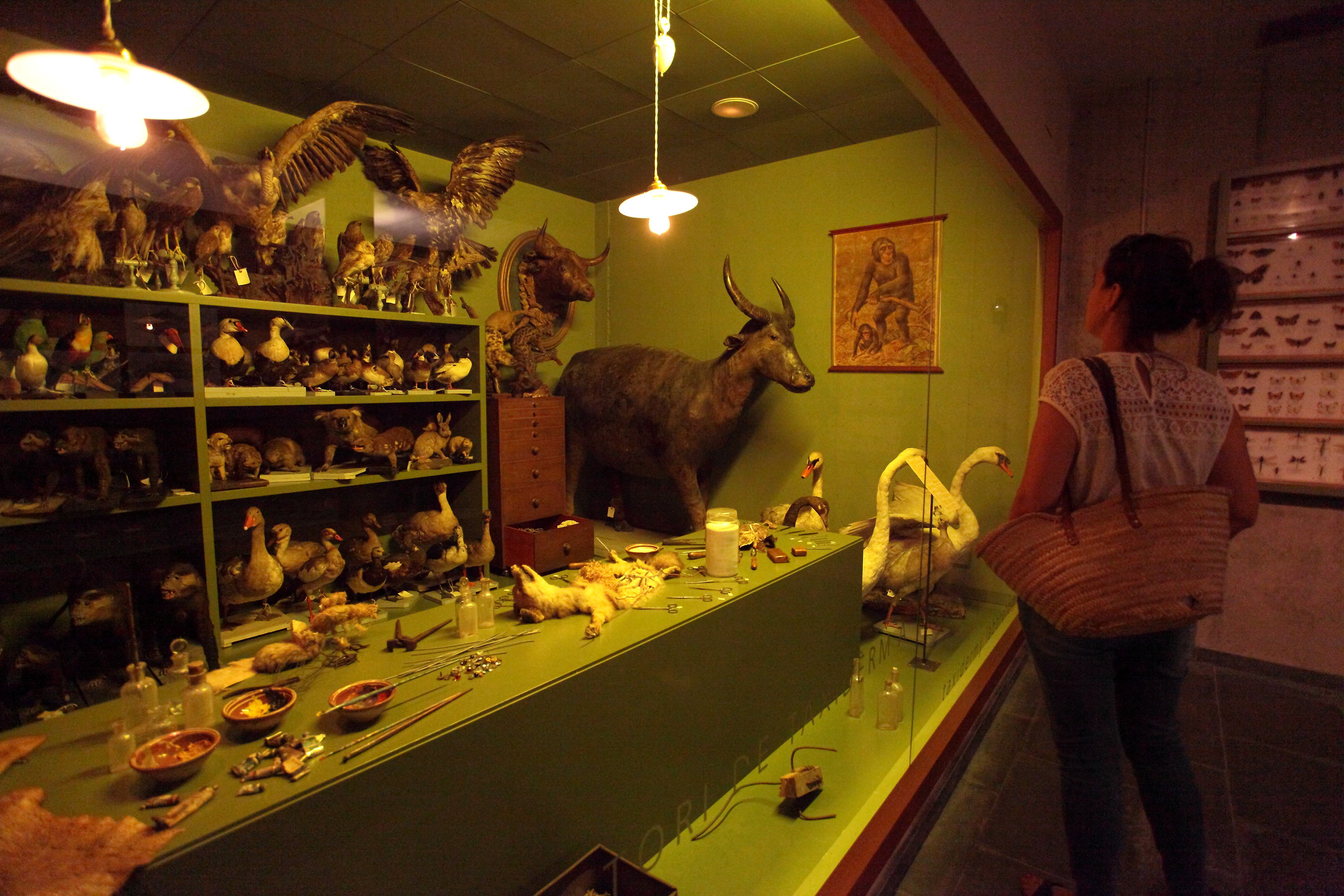 Visita guiada al Museu Darder